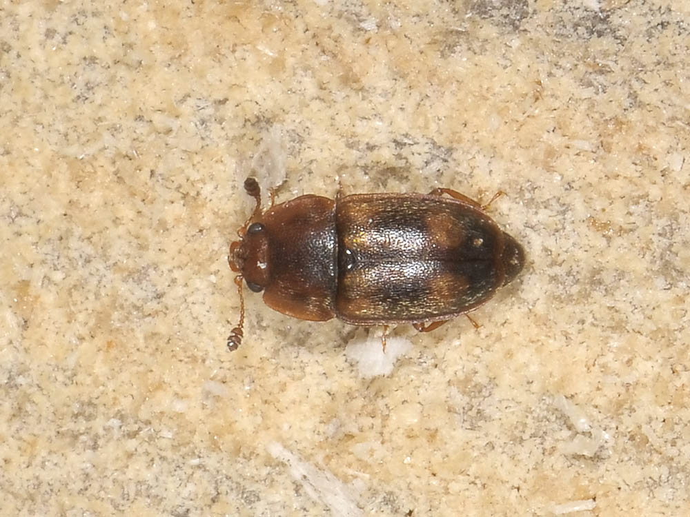 Epuraea sp. (Nitidulidae)